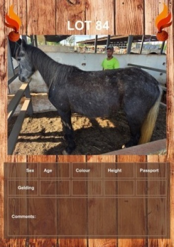 1 X HORSE GELDING MZWANDILE NKOSI