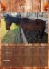 1 X HORSE GELDING MZWANDILE NKOSI