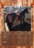 1 X HORSE GELDING MZWANDILE NKOSI