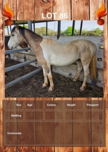 1 X HORSE GELDING MZWANDILE NKOSI