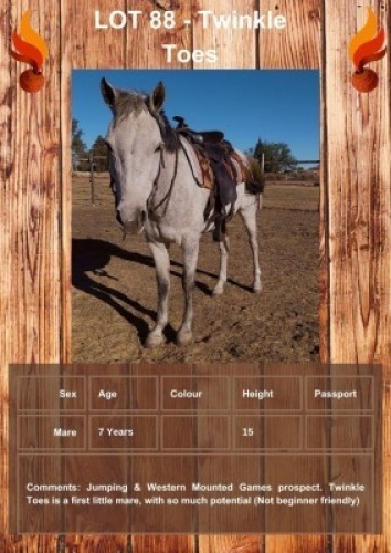 1 X TWINKLE TOES HORSE MARE JOHAN VAN TONDER