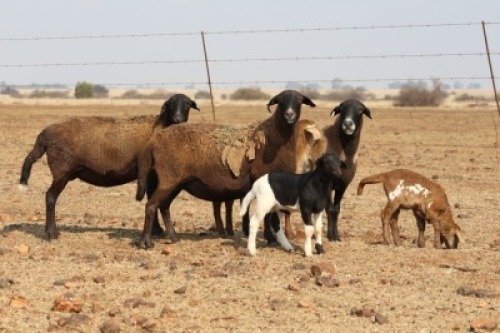 3 X MEATMASTERS OOI/EWE DIDYMUS MEATMASTERS