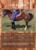 1 X BLES HORSE GELDING CARLIE VAN ASWEGEN