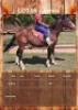 1 X JAMES HORSE GELDING CARLIE VAN ASWEGEN
