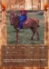 1 X SANDY HORSE MARE CARLIE VAN ASWEGEN