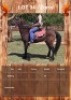 1 X ZORRO HORSE GELDING CARLIE VAN ASWEGEN