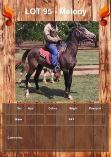 1 X MELODY HORSE MARE CARLIE VAN ASWEGEN