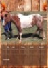 1 X HORSE MARE CARLIE VAN ASWEGEN