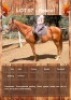 1 X RASCAL HORSE GELDING FORT KLAPPERKOP STALLE