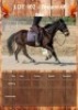 1 X DREAM OF ME HORSE GELDING MARINDA HAMMOND