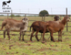 LOT 41 3X MEATMASTER OOI/EWE CHRISTOF GROBLER : 0837812076 - 2