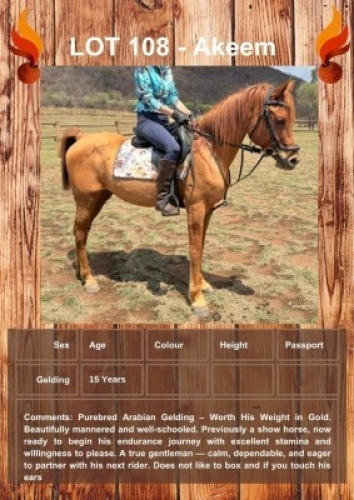 1 X AKEEM HORSE GELDING LEANDRI DIPPENAAR