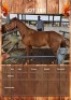 1 X ZEUS HORSE STALLION JC VAN STADEN