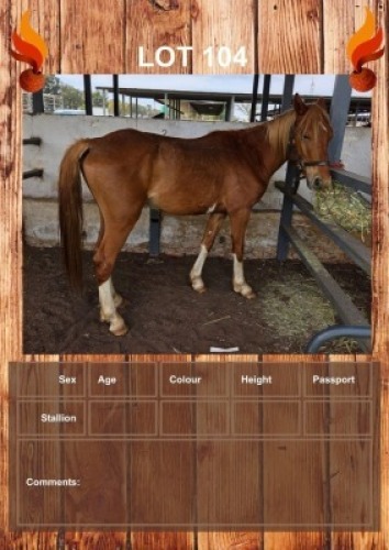 1 X SOCKS HORSE STALLION JC VAN STADEN