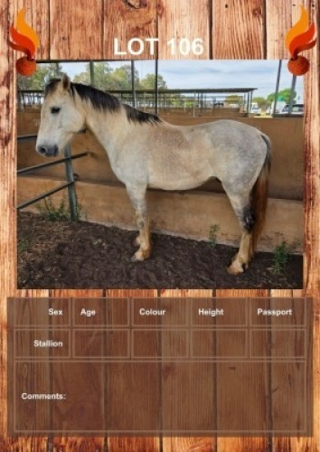 1 X ACE HORSE STALLION JC VAN STADEN