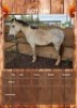1 X ACE HORSE STALLION JC VAN STADEN