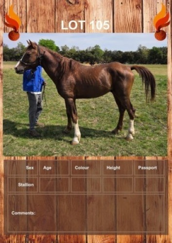 1 X SKY HORSE STALLION JC VAN STADEN