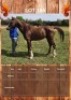 1 X SKY HORSE STALLION JC VAN STADEN