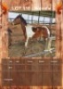 1 X BLONDIE HORSE MARE