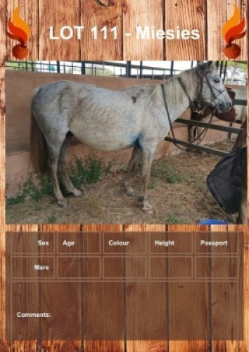 1 X MIESIES HORSE MARE
