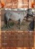 1 X MIESIES HORSE MARE