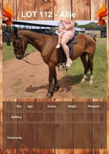 1 X ALLIE HORSE GELDING