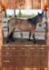 1 X HORSE MARE MZWANDILE NKOSI