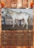 1 X HORSE GELDING YAKEZA RANCH