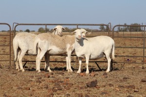 3 X MEATMASTERS OOI/EWE DIDYMUS MEATMASTERS