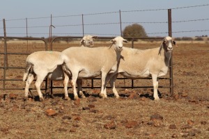 3 X MEATMASTERS OOI/EWE DIDYMUS MEATMASTERS