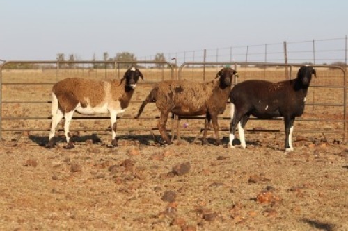 3 X MEATMASTERS OOI/EWE DIDYMUS MEATMASTERS