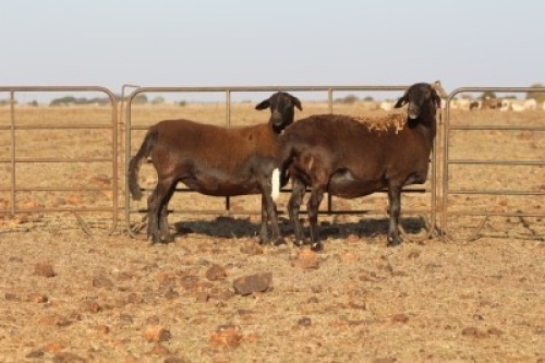 3 X MEATMASTERS OOI/EWE DIDYMUS MEATMASTERS