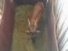 1 X ROOIHARTBEESBUL/RED HEARTBEES BULL - 2