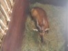 1 X ROOIHARTBEESBUL /RED HEARTBEES BULL - 2