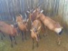 5 X ROOIHARTBEES/RED HEARTBEES (PER PIECE TO TAKE THE LOT) - 2