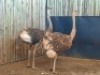 2 X VOLSTRUIS/OSTRICH (PER PIECE TO TAKE THE LOT) - 2