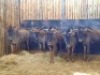 5 X BLOUWILDEBEES/BLUE WILDEBEEST (PER PIECE TO TAKE THE LOT) - 2