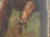 1 X ROOIHARTBEESBUL/RED HEARTBEES BULL - 2