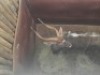 1 X NJALABUL/NYALA BULL - 2