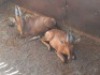 2 X ROOIHARTBEESBUL JONK/RED HEARTBEES BULL YOUNG (PER PIECE TO TAKE THE LOT) - 2