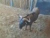 1 X BLOUWILDEBEESBUL/BLUE WILDEBEEST BULL - 2