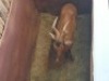 1 X ROOIHARTBEESBUL/RED HEARTBEES BULL - 2