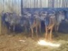 5 X BLOUWILDEBEESKOEI/BLUE WILDEBEEST COW (PER PIECE TO TAKE THE LOT) - 2