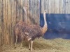 2 X VOLSTRUIS/OSTRICH (PER PIECE TO TAKE THE LOT) - 2