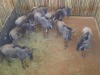 8 X BLOUWILDEBEESBUL JONK/BLUE WILDEBEEST BULL YOUNG (PER PIECE TO TAKE THE LOT) - 2