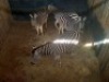 4 X SEBRA/ZEBRA (PER PIECE TO TAKE THE LOT) - 2
