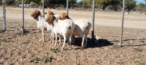 &nbsp;4 X LAMMER EWE TAT SCHOLTZ (Per Piece to take the lot) 