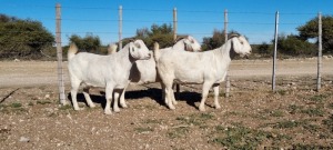 3 X SAVANNA TIPE BOK EWE TAT SCHOLTZ - SAVANNA TIPE (Per Piece to take the lot) 