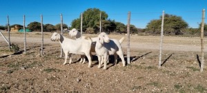 3 X SAVANNA TIPE BOK EWE TAT SCHOLTZ - SAVANNA TIPE (Per Piece to take the lot)