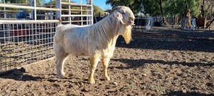 1 X SAVANNA TIPE BOK RAM TAT SCHOLTZ - SAVANNA TIPE 